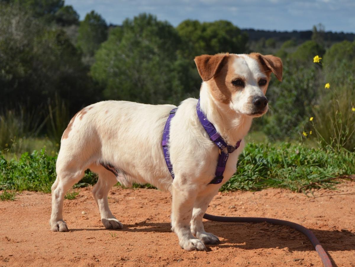 Toby - AM25149LC Toby - AM25149LC