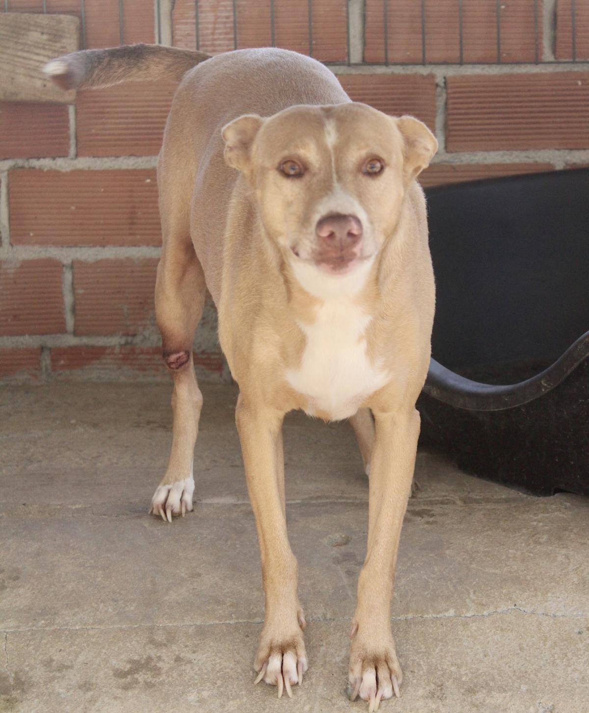 Monty - AM24106PL Monty - AM24106PL