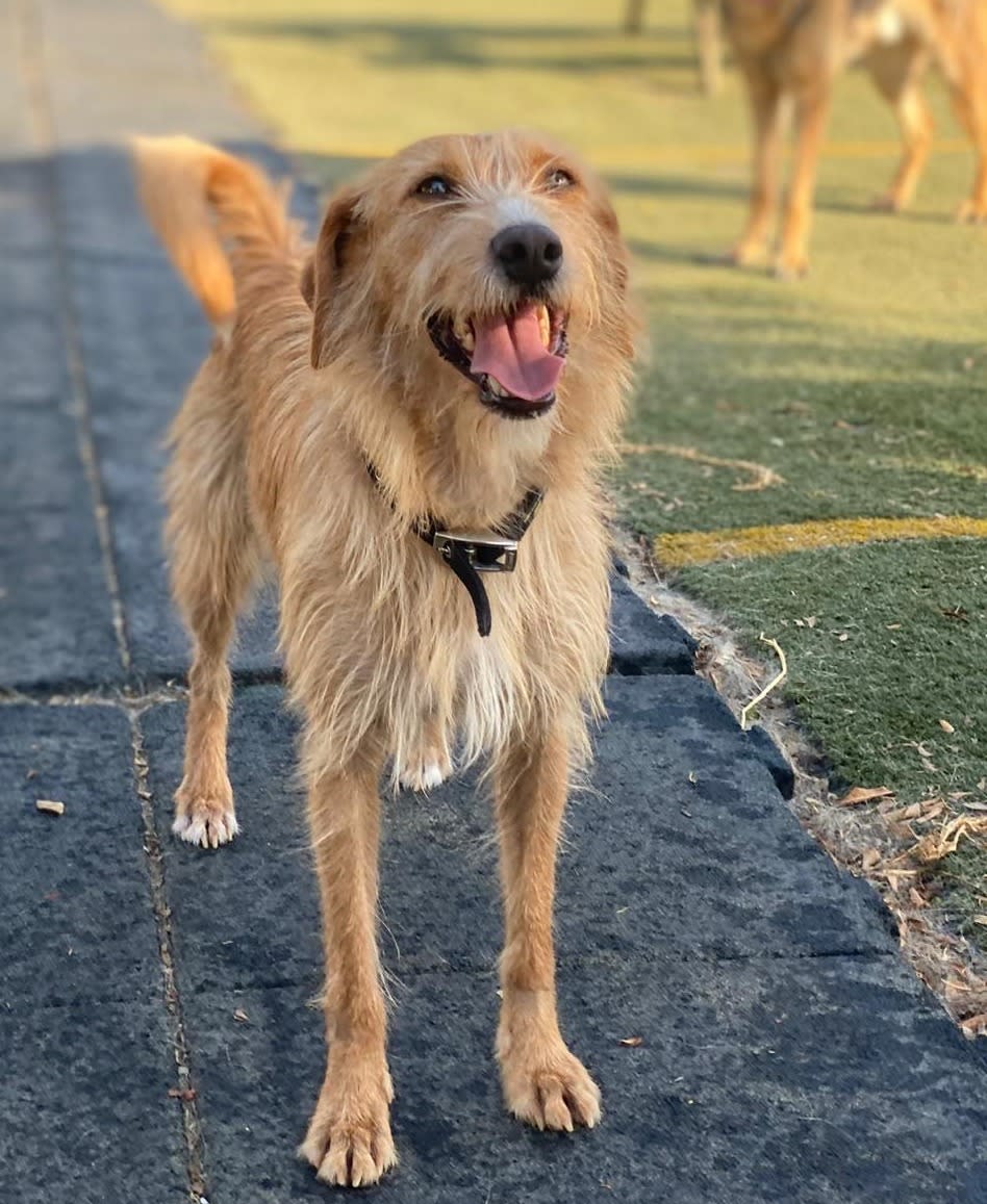 Koos - YM25199 Koos - YM25199