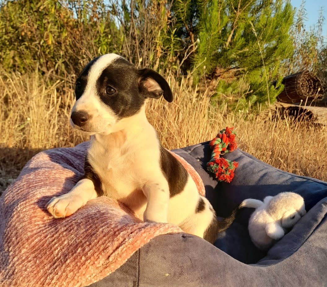 Loli - PF25179 Loli - PF25179