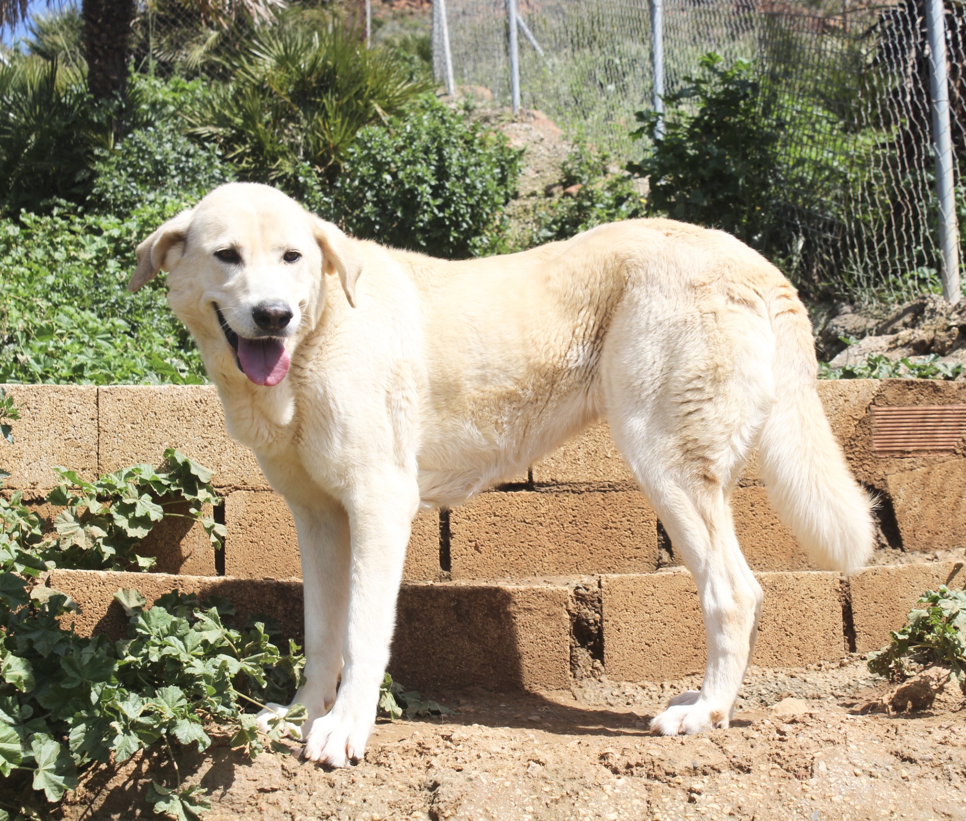 Samatha  - AF25151AD