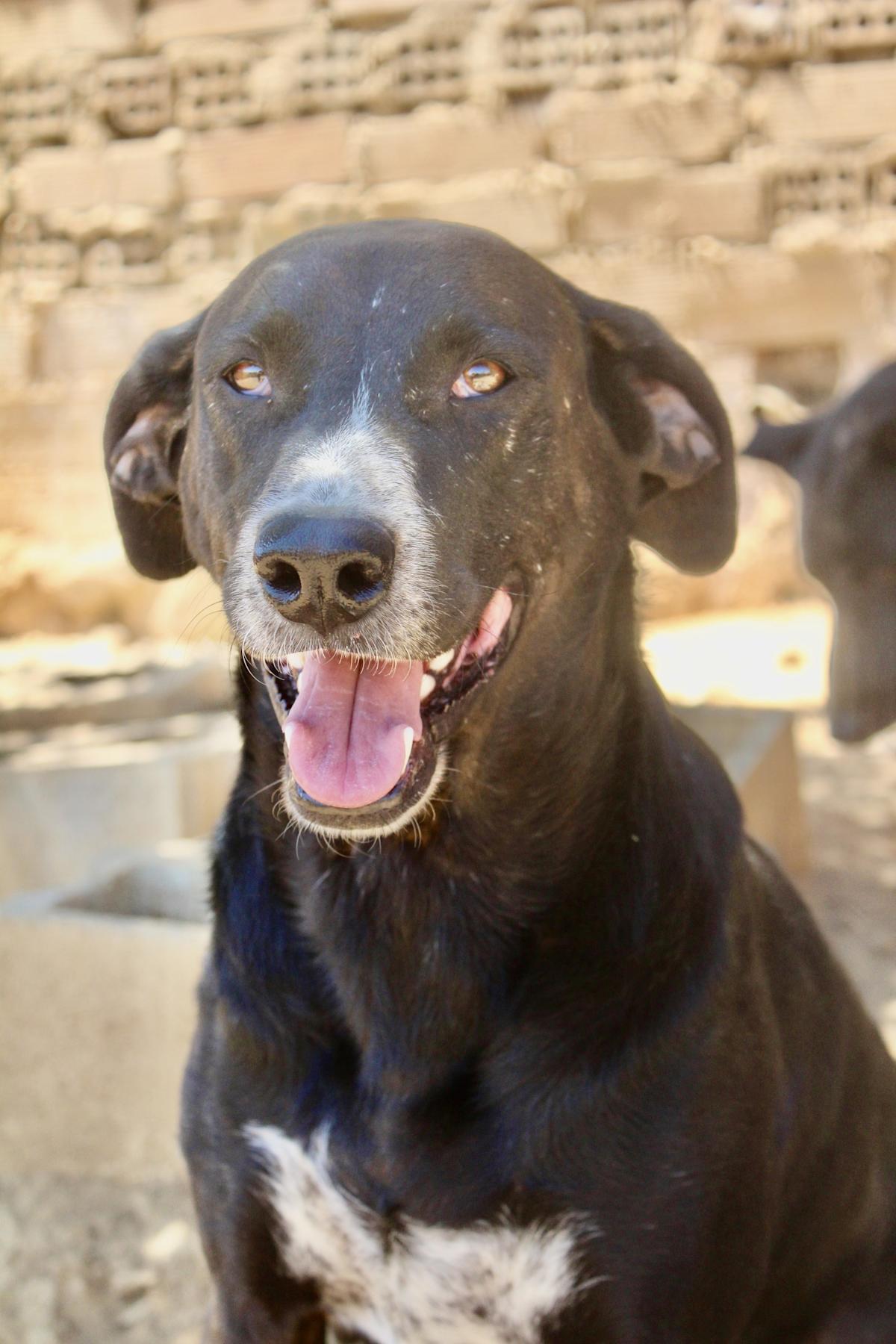 Wilson - AM24108PL Wilson - AM24108PL