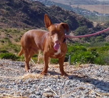 Bobo - AM26267AD Bobo - AM26267AD