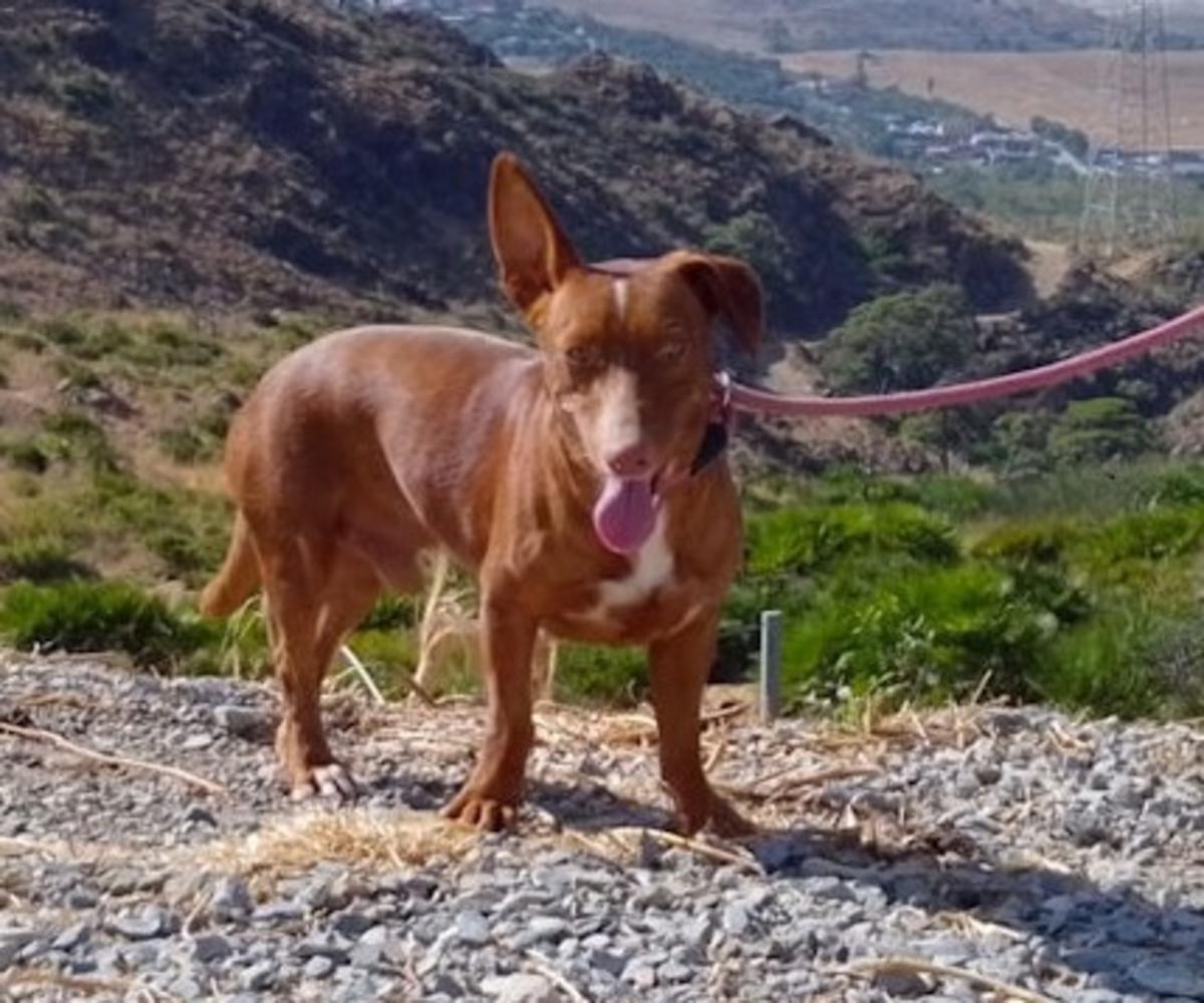 Bobo - AM26267AD Bobo - AM26267AD