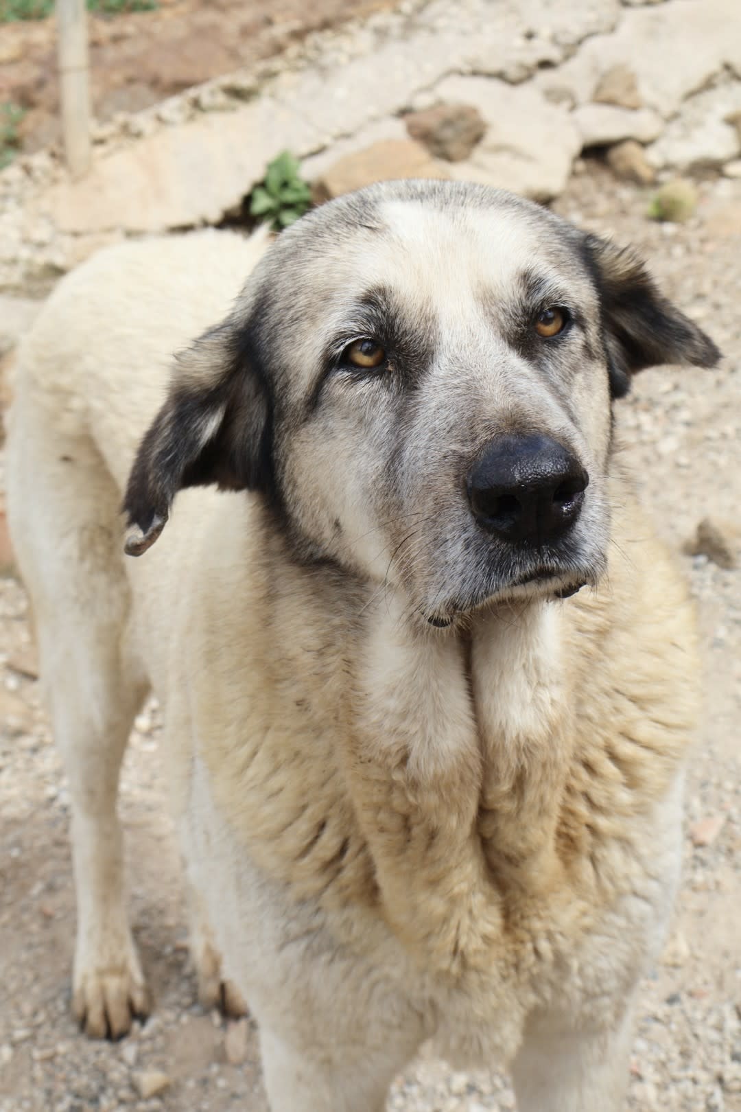 Noodle - AF25171AD Noodle - AF25171AD