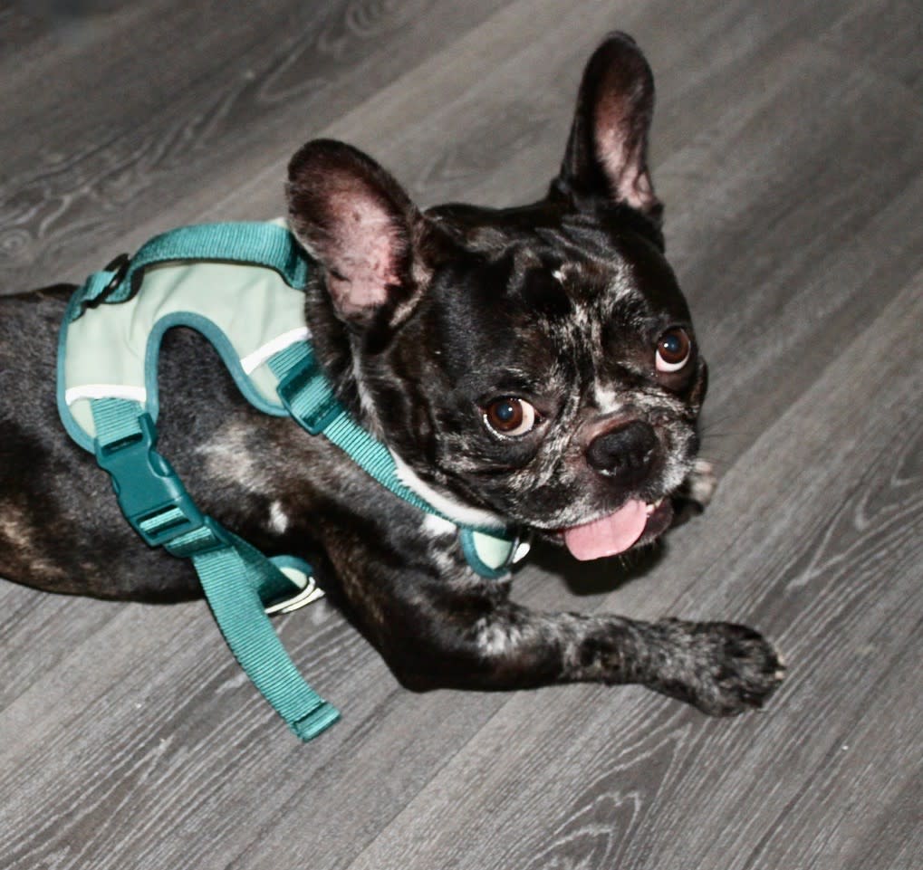 Vinnie  - YM2479 Vinnie  - YM2479