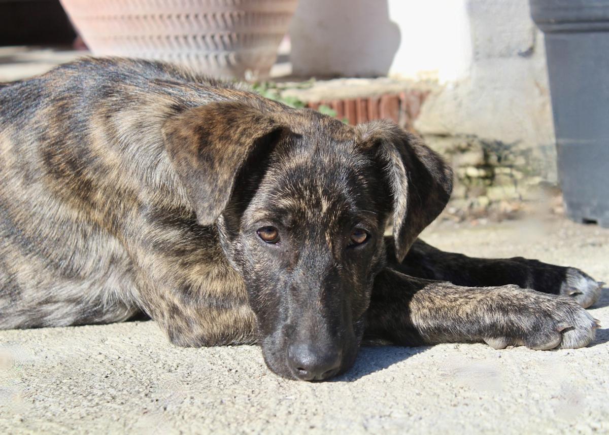 Chloe - PF25114 Chloe - PF25114