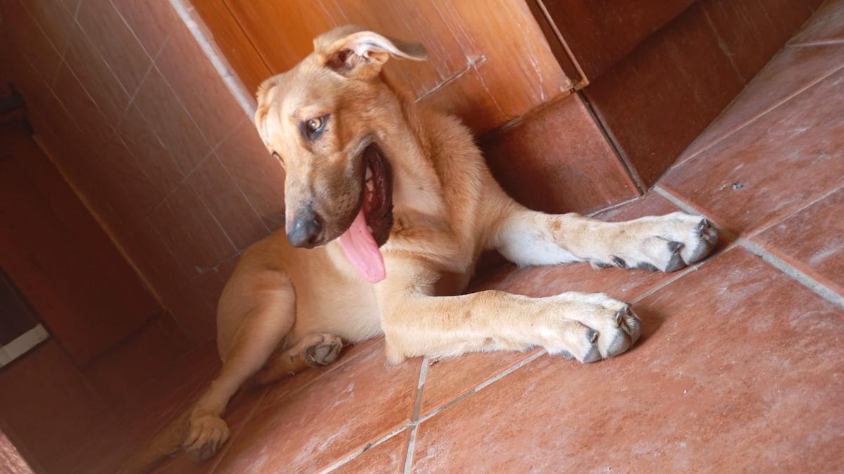 Skye - YF2480 Skye - YF2480