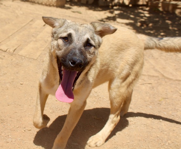 Chester  - YM24107PL