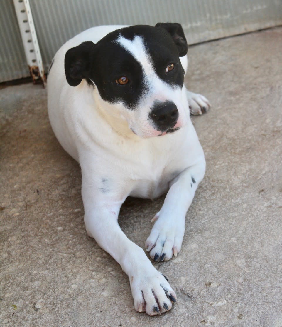 Alba - AF251200PL Alba - AF251200PL