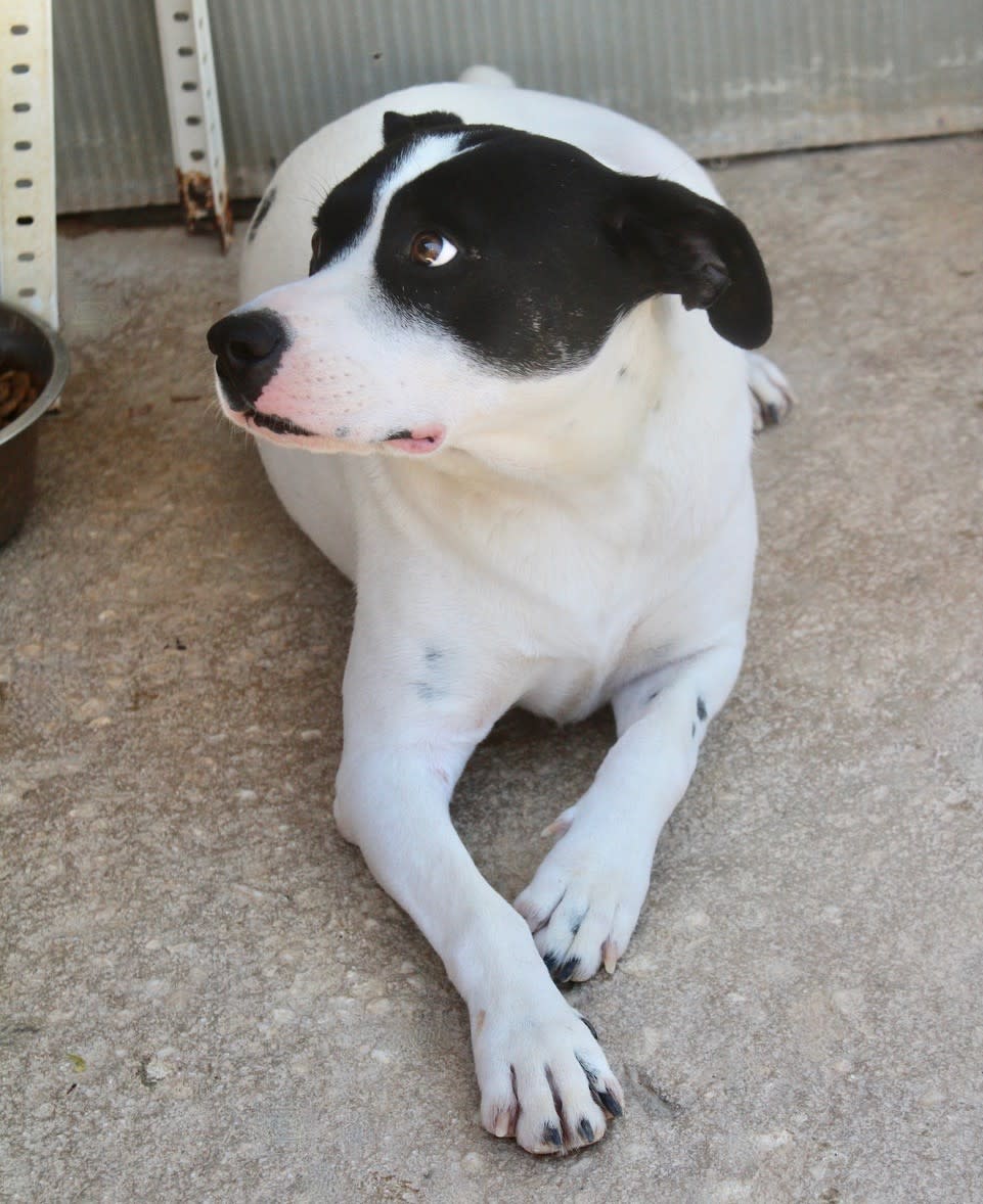 Alba - AF251200PL Alba - AF251200PL