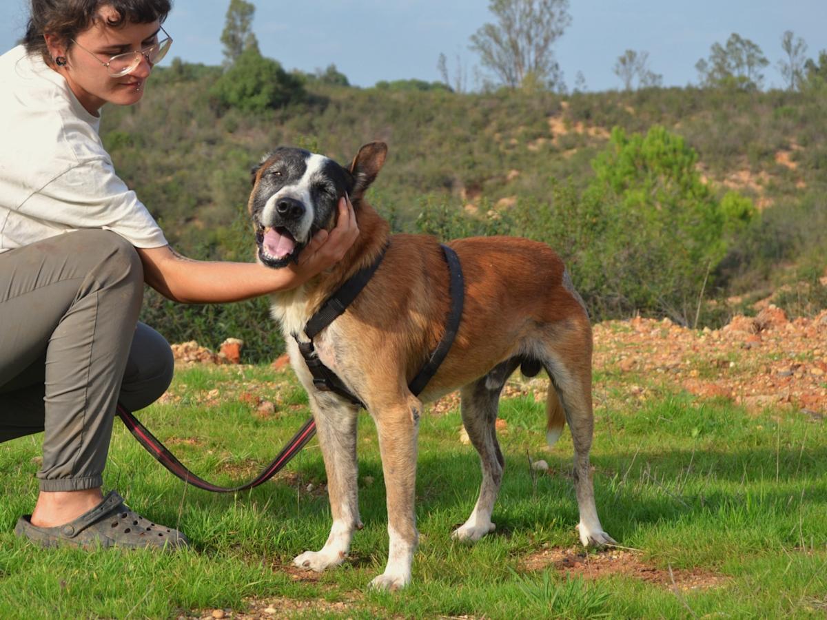 Coyote - AM25135LC Coyote - AM25135LC