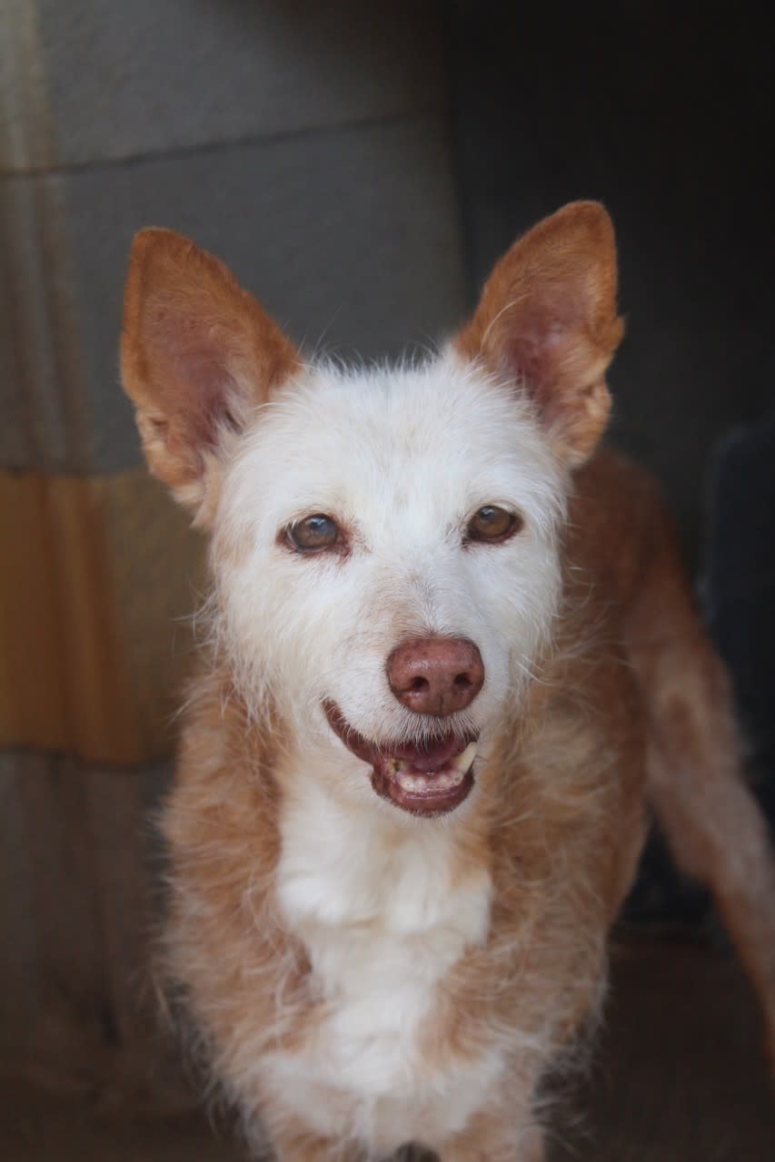 Canija  - AF2464PL Canija  - AF2464PL