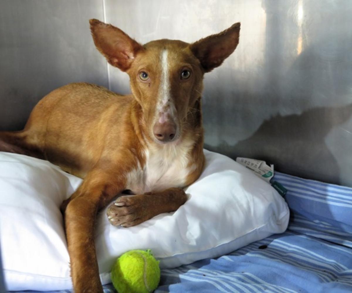 Cafe - AM26283LB Cafe - AM26283LB