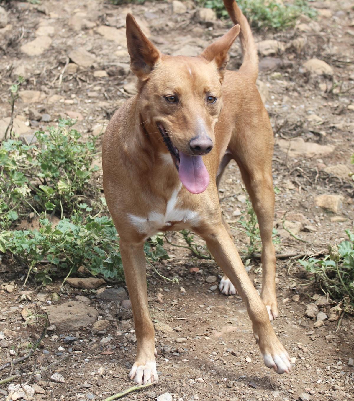 Angelo - AM2518AD Angelo - AM2518AD