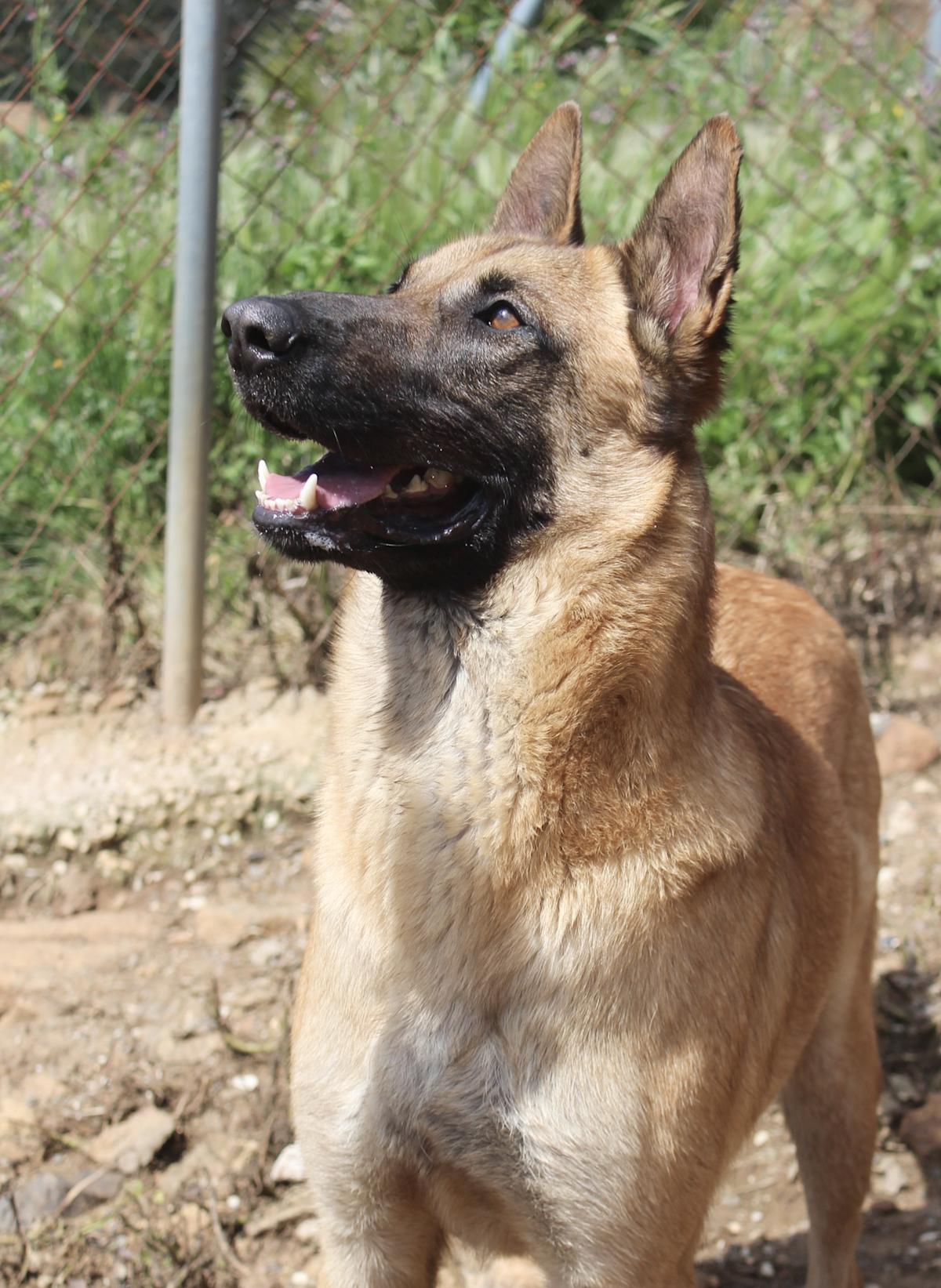 Bruno - AM25160AD Bruno - AM25160AD