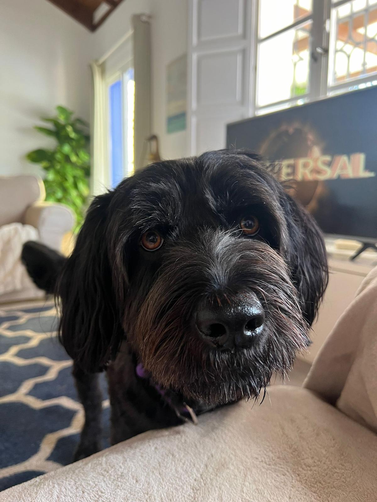 Maxy - AM2493 Maxy - AM2493