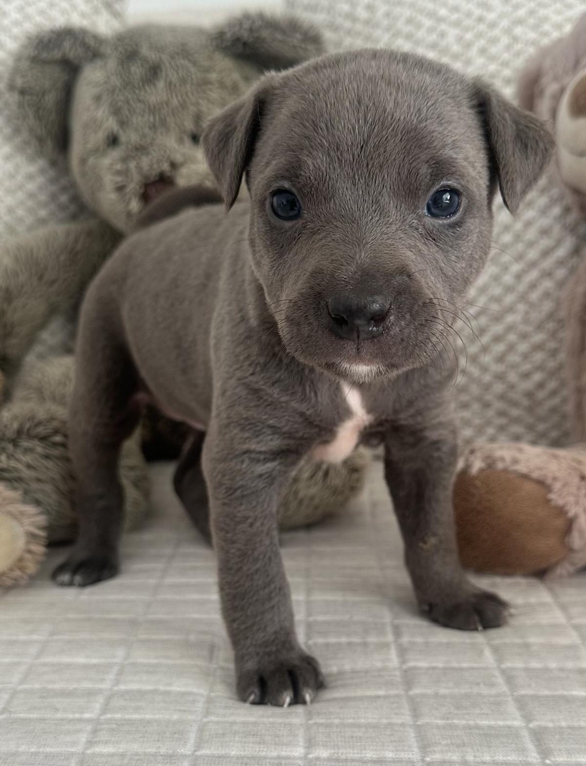 Milka - PF25122 Milka - PF25122