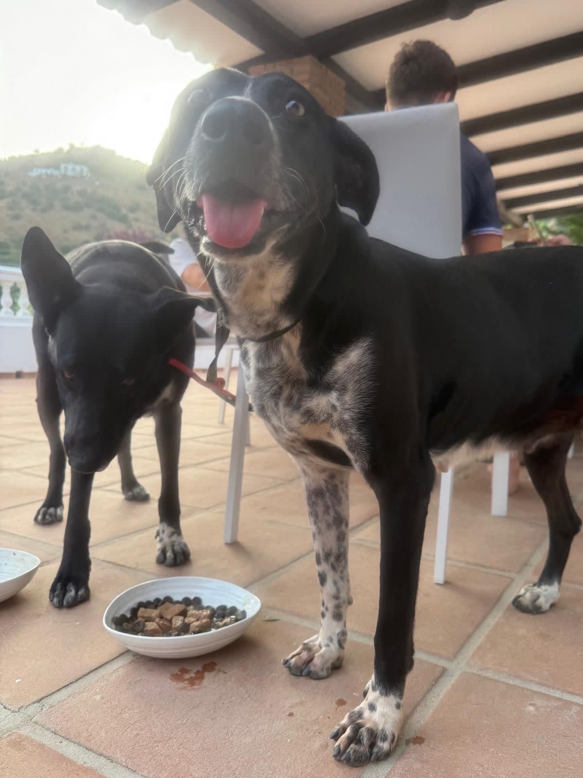 Carina - AF25208 Carina - AF25208