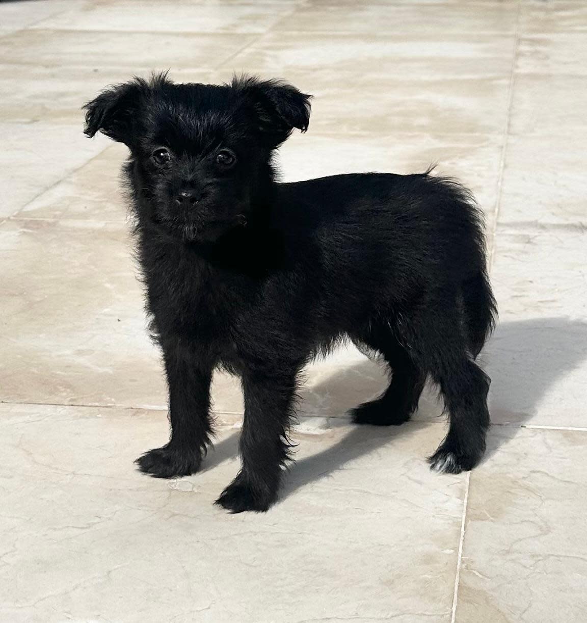 Cookie - PF245A Cookie - PF245A