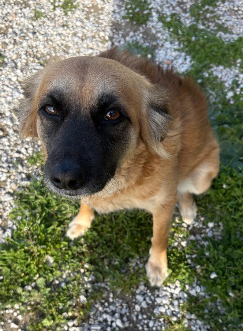 Phoebe and Dobie - AF26250 Phoebe and Dobie - AF26250