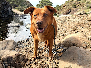 Macey - AF26349AD Macey - AF26349AD