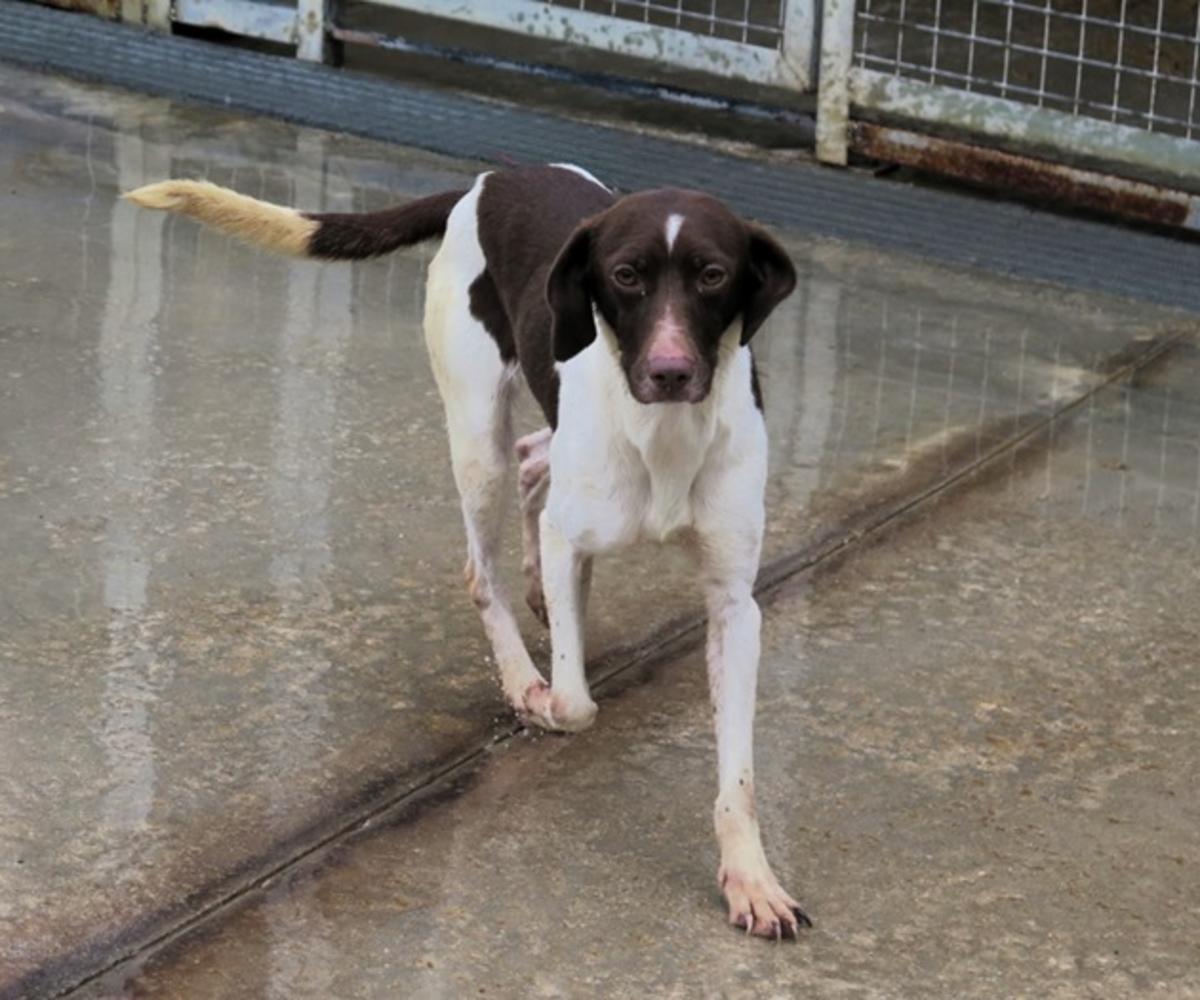 Elif - YF26278LB Elif - YF26278LB