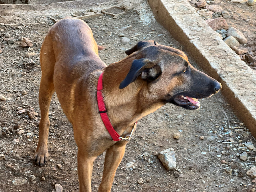 Kipper - AM26255AD Kipper - AM26255AD