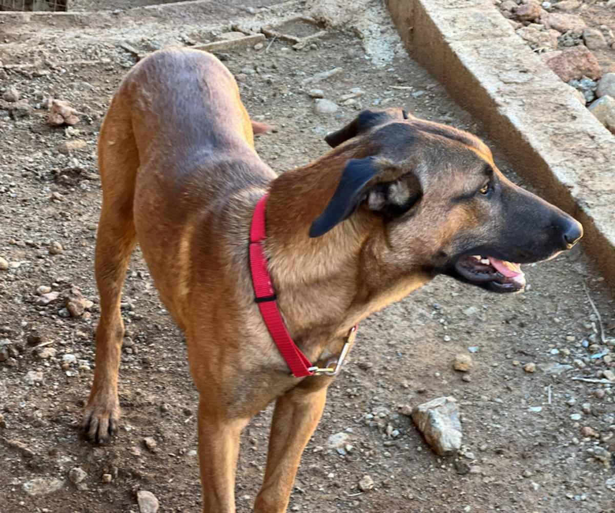 Kipper - AM26255AD Kipper - AM26255AD