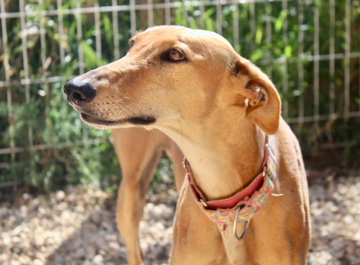 Canela - AF2449FC Canela - AF2449FC