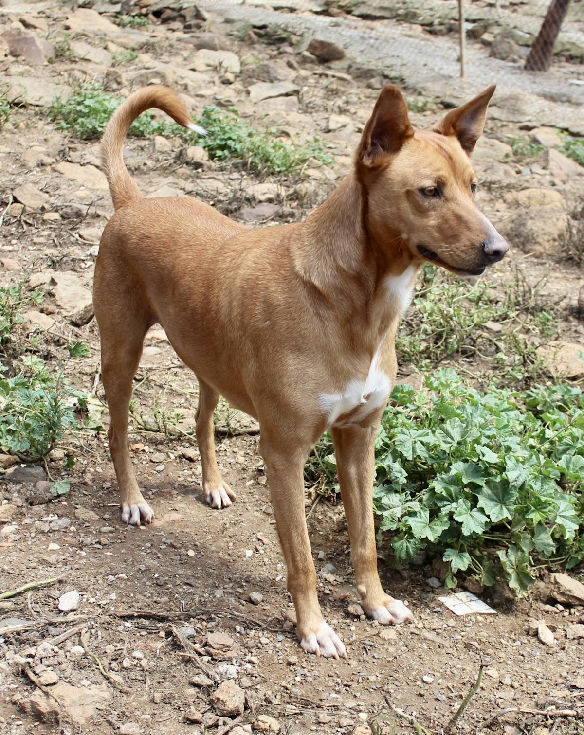 Angelo - AM2518AD Angelo - AM2518AD