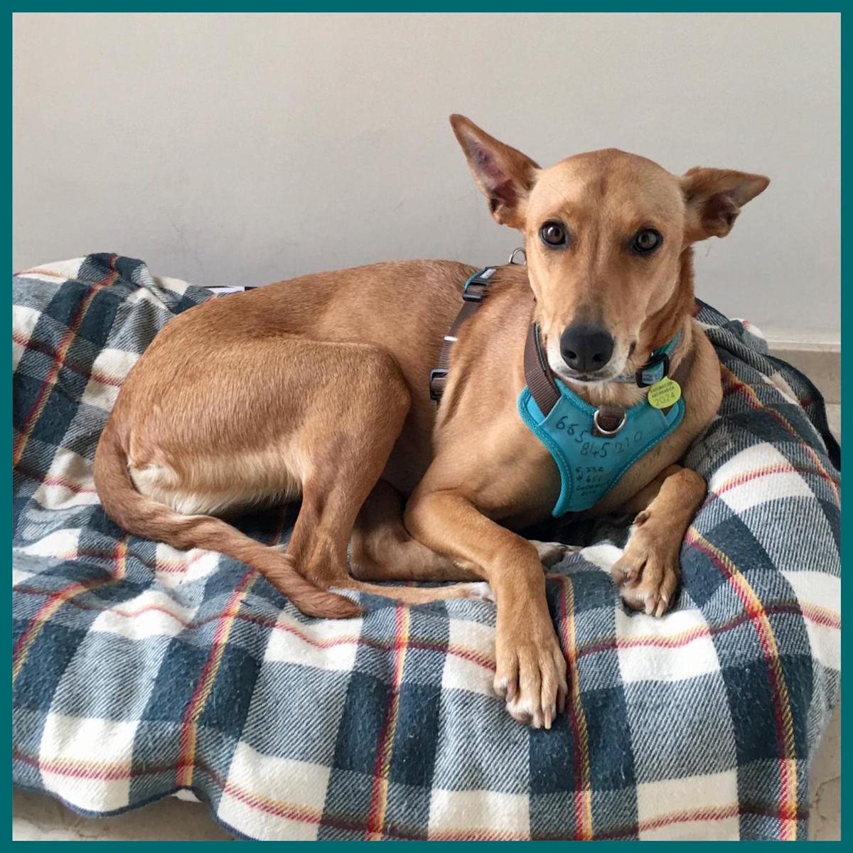 Tess - YF2442 Tess - YF2442