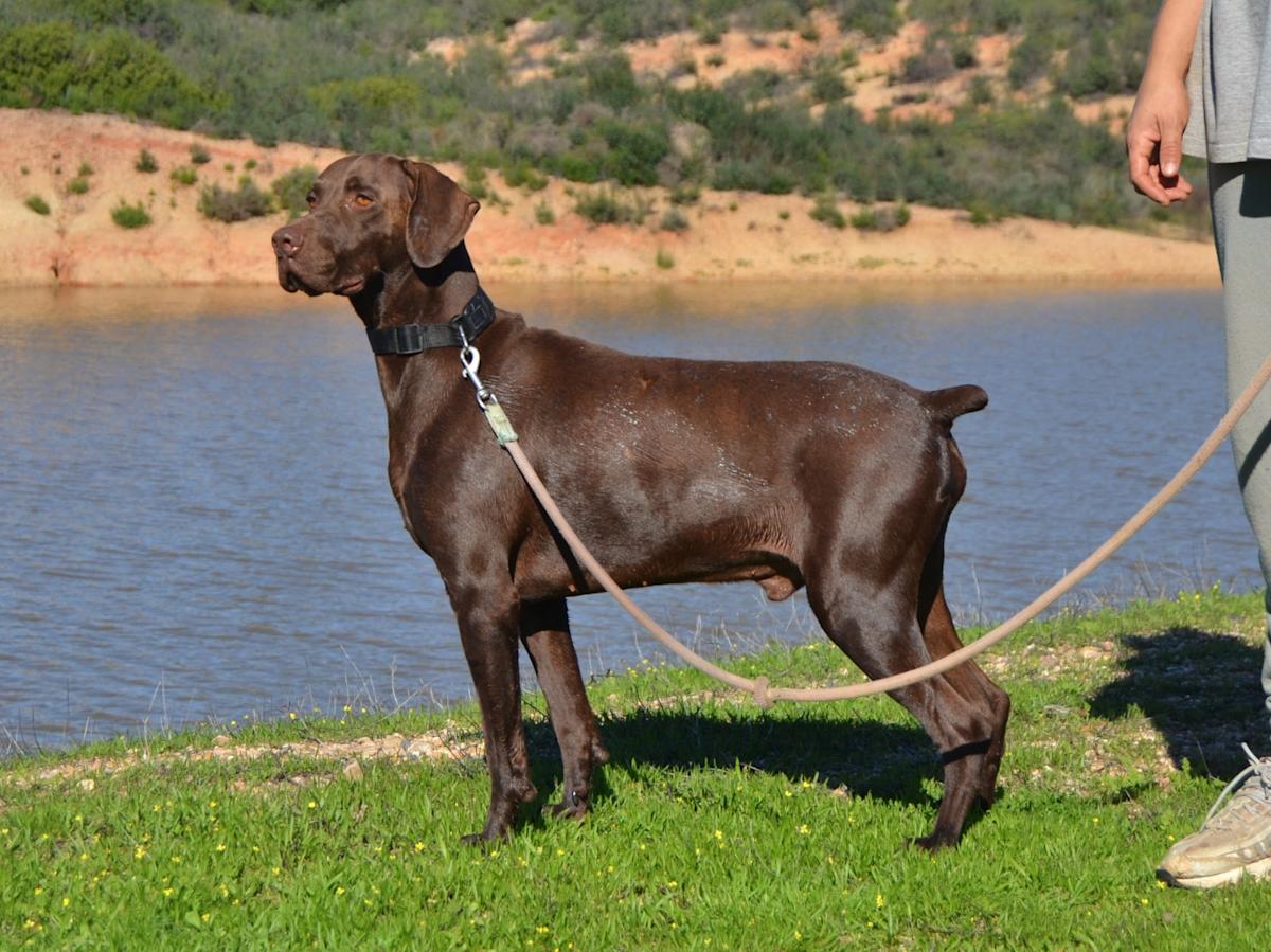 Karliche - AM25138LC Karliche - AM25138LC