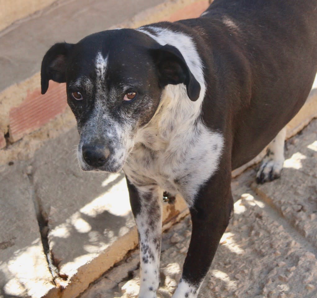 Lady - AF24101PL Lady - AF24101PL