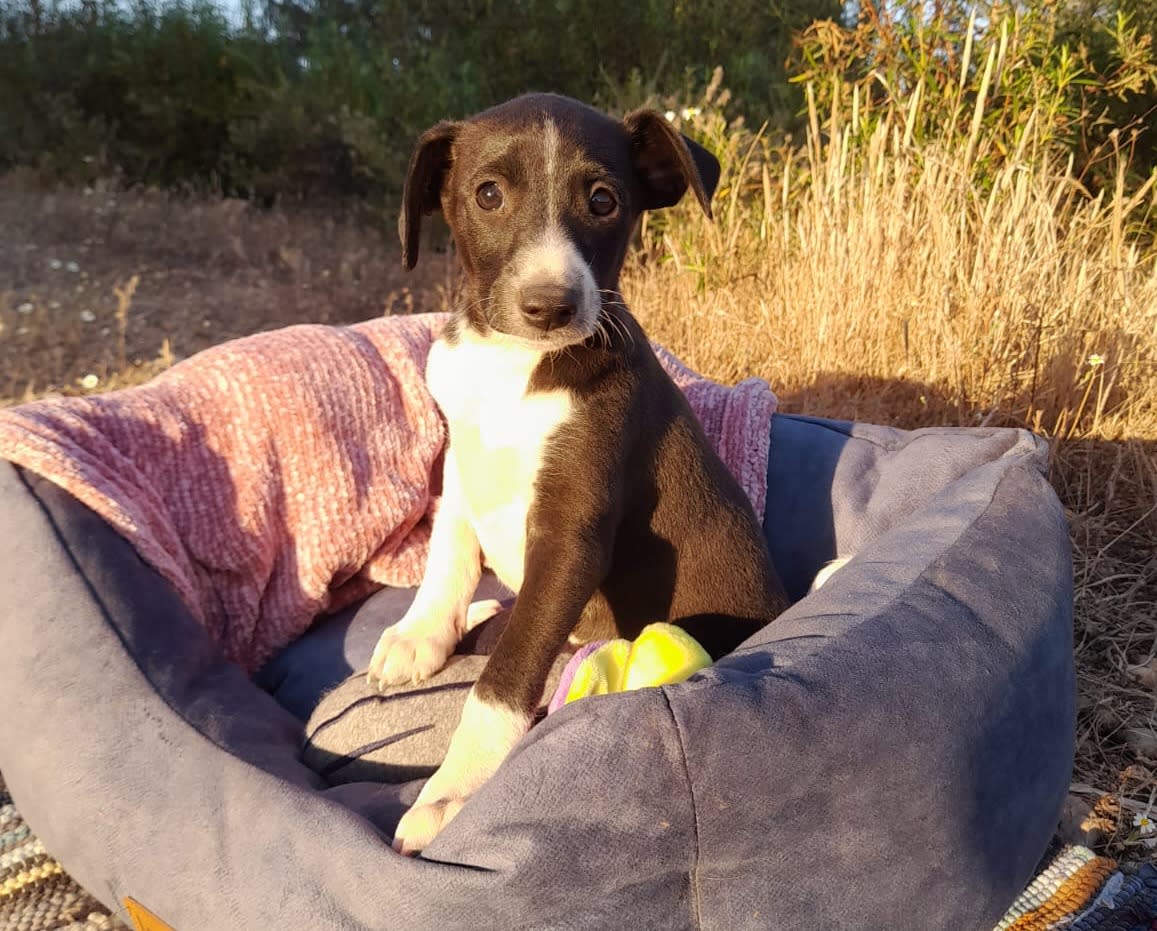 Lolo - PM25178 Lolo - PM25178