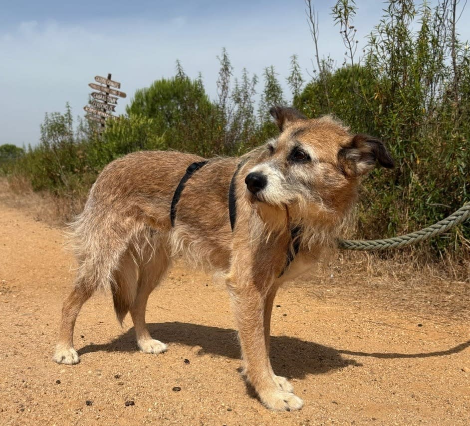 Olive - AF25206 Olive - AF25206