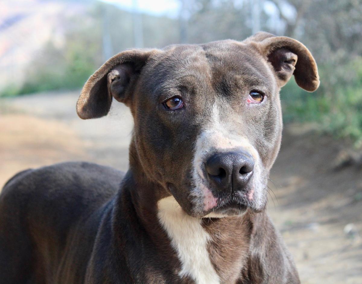 Nyx - AF2419SS Nyx - AF2419SS