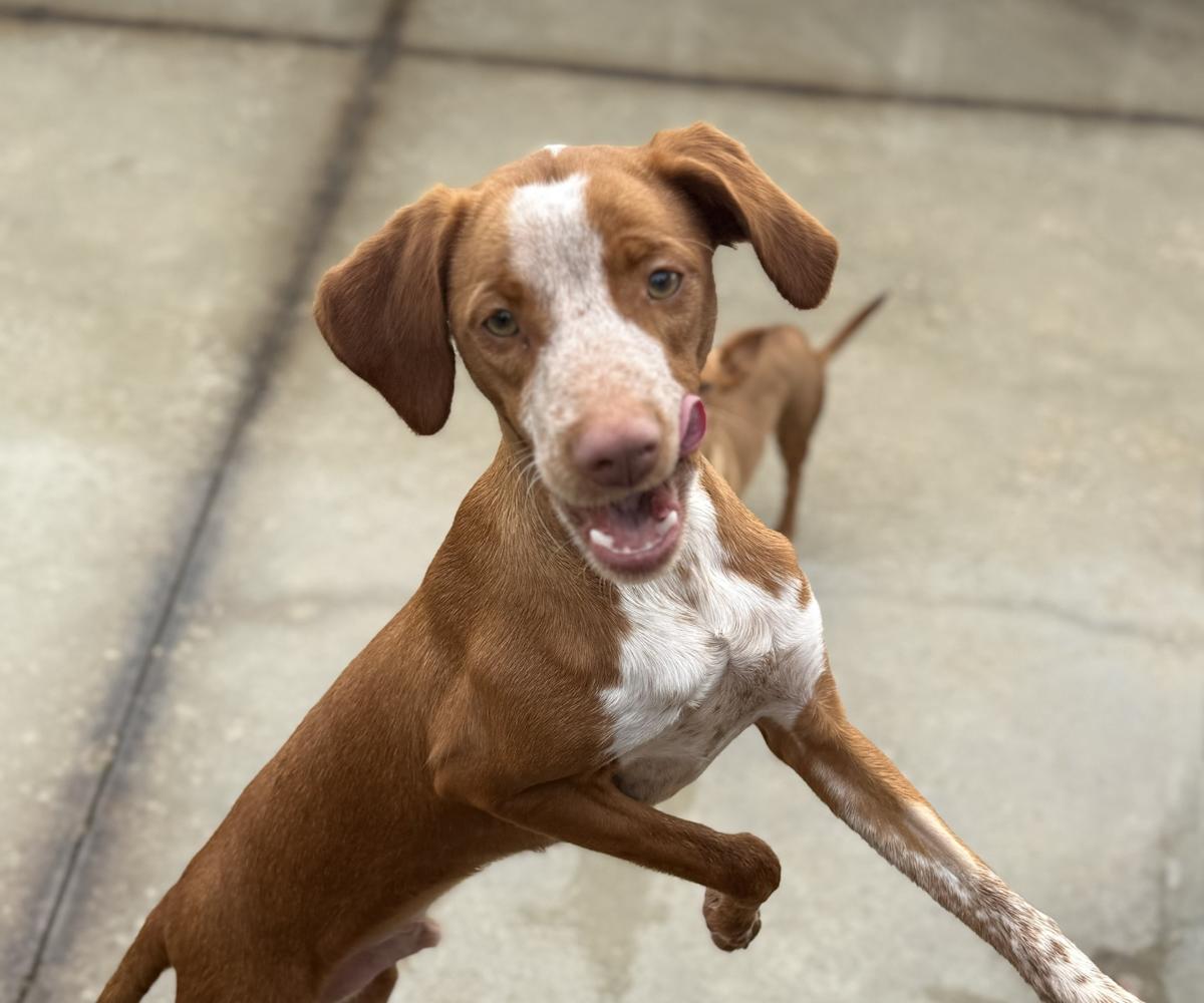 Ferrero - YM25233LB Ferrero - YM25233LB