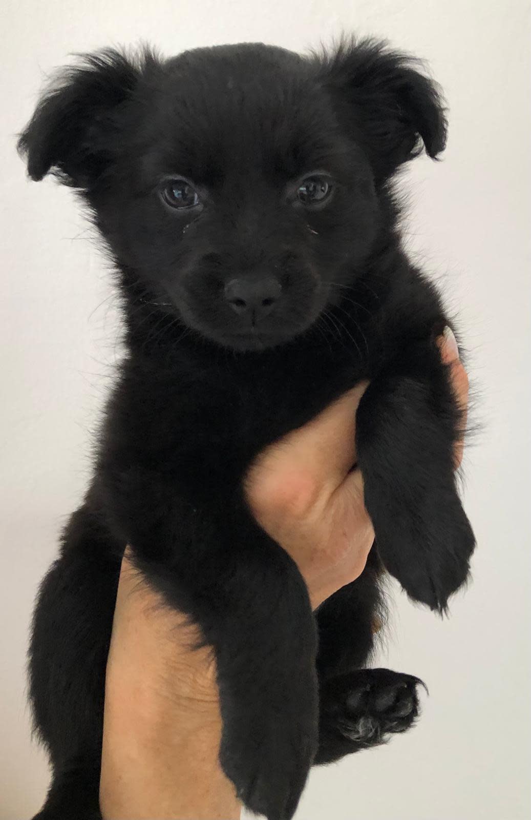 KitKat - PF244A KitKat - PF244A