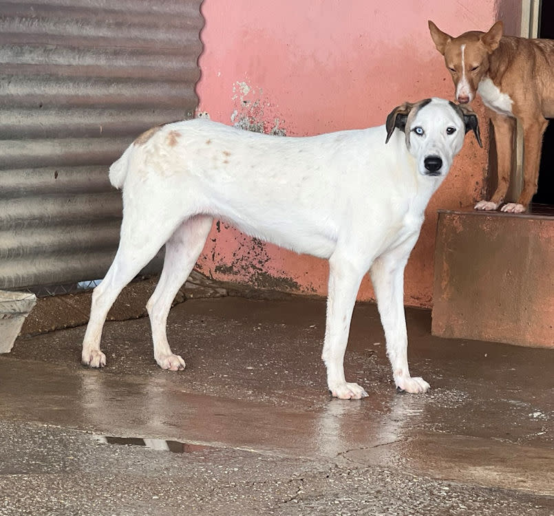 Janette - AF26260AD Janette - AF26260AD