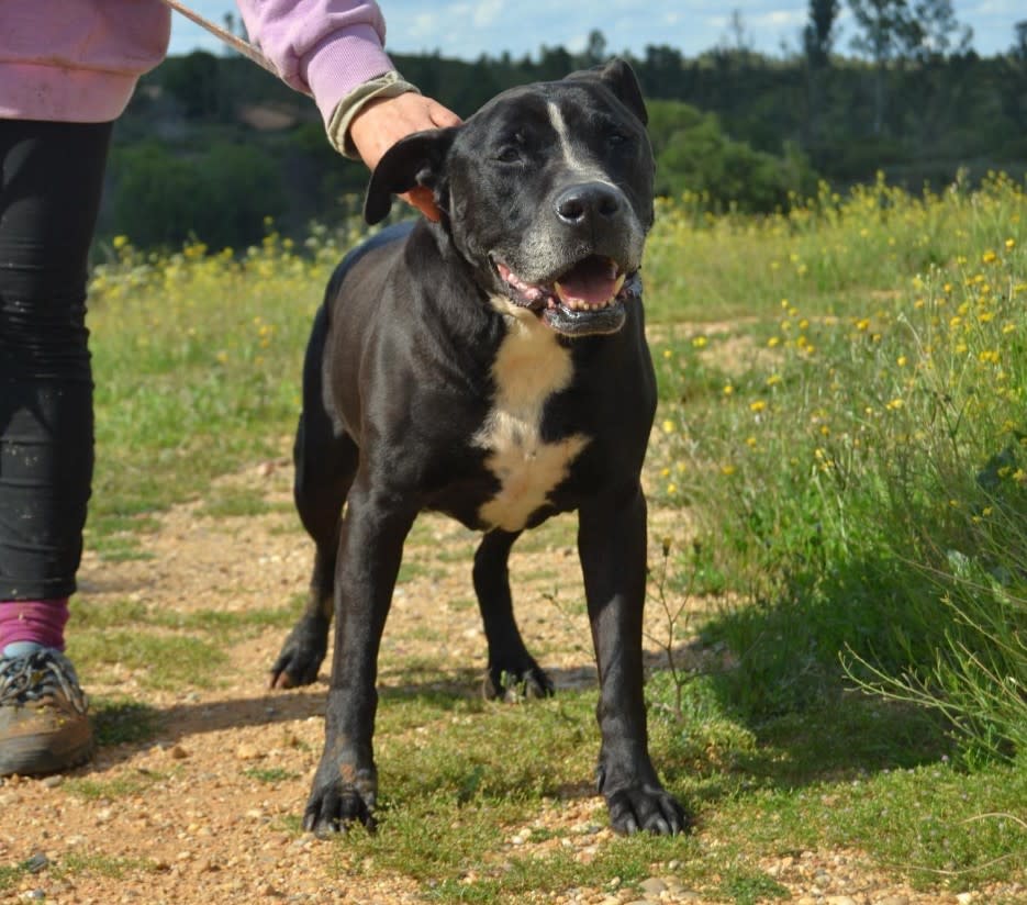 Obby - AM25210 Obby - AM25210