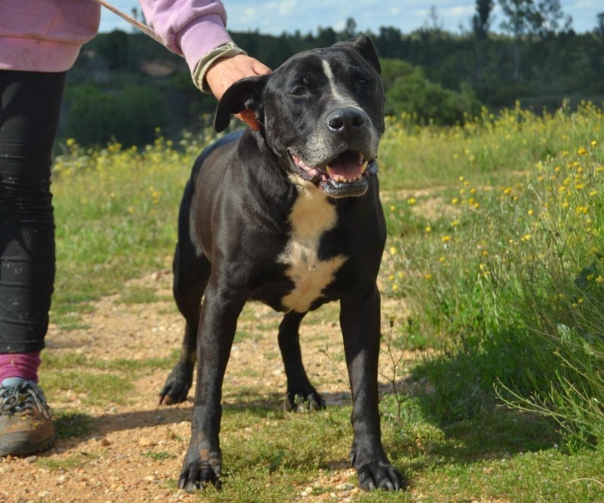 Obby - AM25210 Obby - AM25210