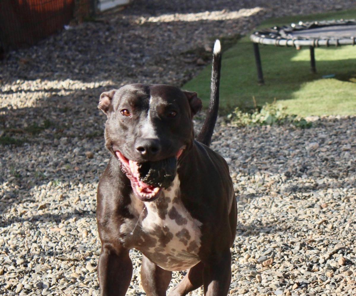 Ivor - AM25224ML Ivor - AM25224ML