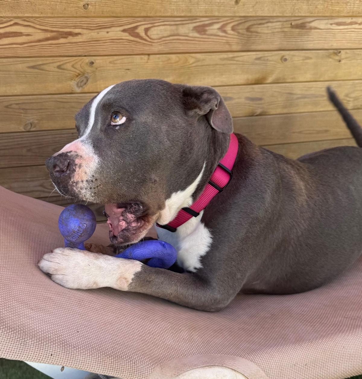 Zeus - AM26264ML Zeus - AM26264ML