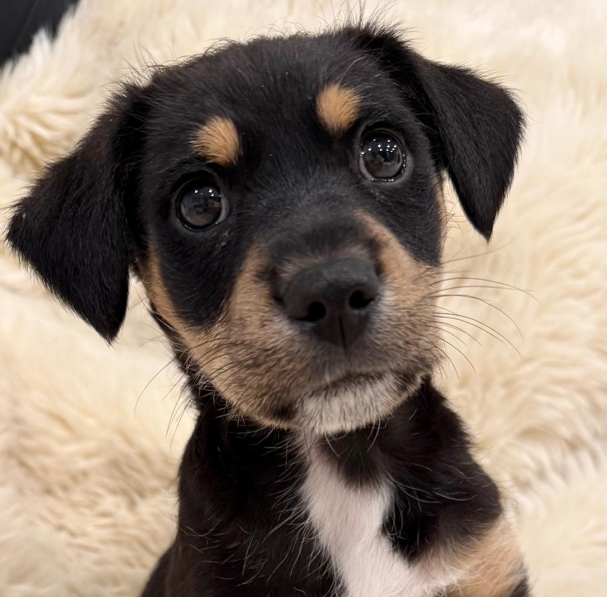 Ted - PM26271 Ted - PM26271