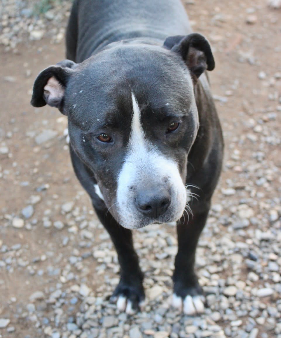 Amanda - AF25222ML Amanda - AF25222ML