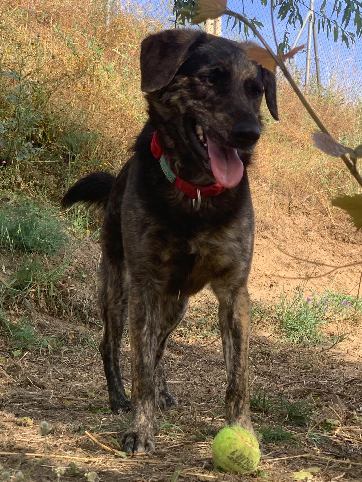 Pipo  - YM2446FC Pipo  - YM2446FC