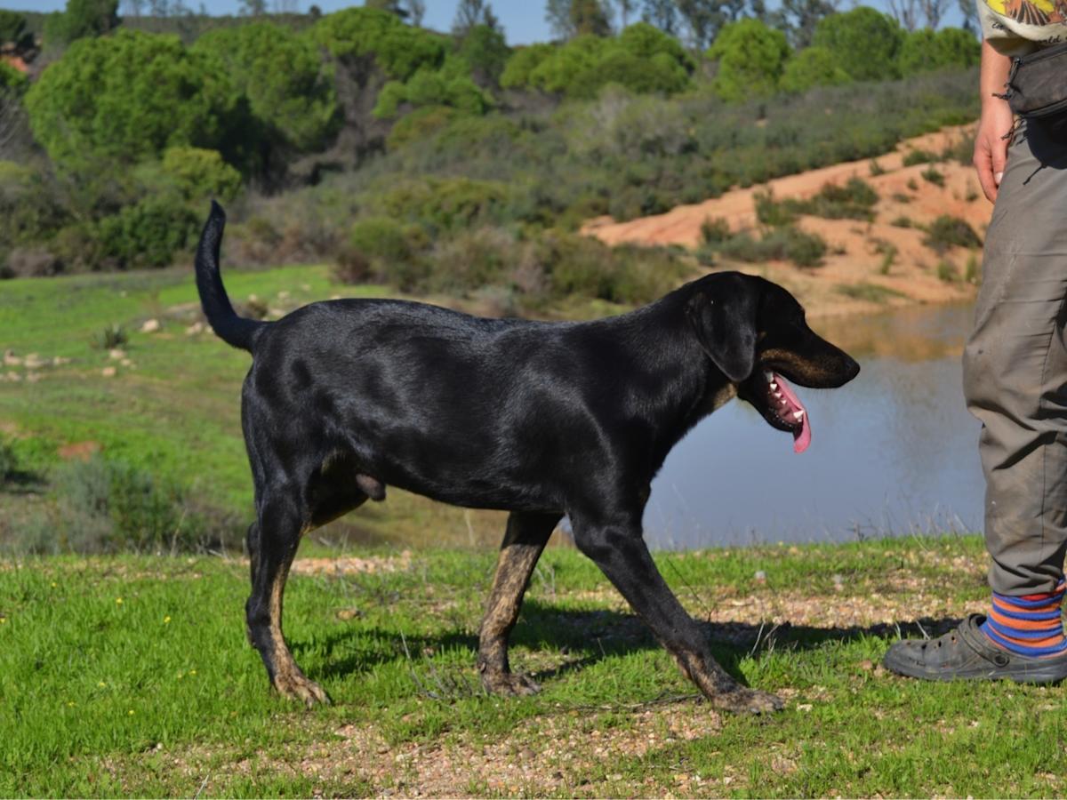 Moody - PM2475LC Moody - PM2475LC