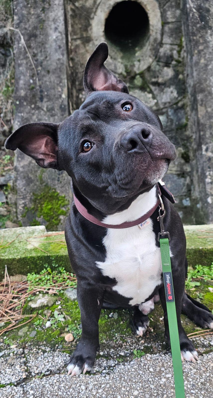 Rocco - YM25241 Rocco - YM25241