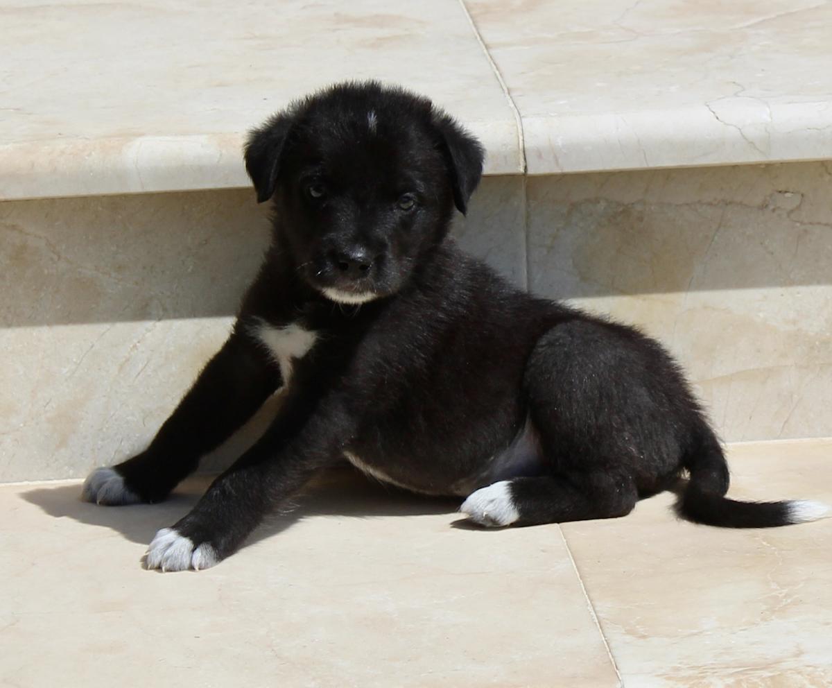 Timber  - PM2484 Timber  - PM2484